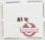 Scientific lot no. 271 Staphylinidae (5 pcs)