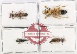 Scientific lot no. 262 Staphylinidae (4 pcs)