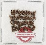 Scientific lot no. 283 Staphylinidae (60 pcs)