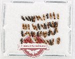 Scientific lot no. 279 Staphylinidae (50 pcs)