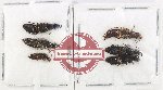 Scientific lot no. 307 Staphylinidae (6 pcs)