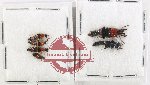 Scientific lot no. 268 Staphylinidae (6 pcs)