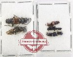Scientific lot no. 276 Staphylinidae (5 pcs)