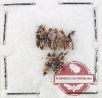 Scientific lot no. 295 Staphylinidae (11 pcs)