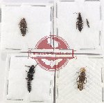 Scientific lot no. 306 Staphylinidae (5 pcs)