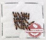 Scientific lot no. 299 Staphylinidae (20 pcs)