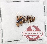 Scientific lot no. 296 Staphylinidae (8 pcs)