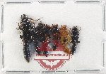 Scientific lot no. 310 Staphylinidae (6 pcs - 2 pcs A2)