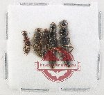 Scientific lot no. 286 Staphylinidae (5 pcs)