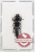 Staphylinidae sp. 10AX