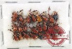 Scientific lot no. 124 Attelabidae (23 pcs)