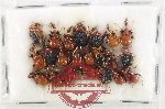 Scientific lot no. 134 Attelabidae (22 pcs)