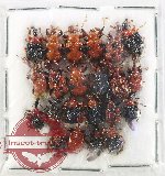 Scientific lot no. 130 Attelabidae (22 pcs)