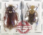 Scientific lot no. 313 Melolonthinae (2 pcs)