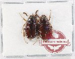 Scientific lot no. 307 Melolonthinae (2 pcs A2)