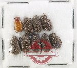 Scientific lot no. 311 Melolonthinae (9 pcs)