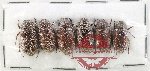 Scientific lot no. 309 Melolonthinae (6 pcs)