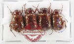Scientific lot no. 312 Melolonthinae (4 pcs)