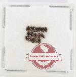 Scientific lot no. 284 Staphylinidae (17 pcs)