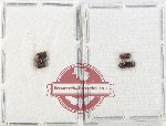 Scientific lot no. 226 Scolytidae (5 pcs)