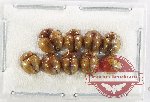 Scientific lot no. 535 Tenebrionidae (9 pcs)