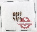 Malachidae Scientific lot no. 29 (9 pcs)