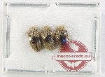 Chelonaridae Scientific lot no. 18 (3 pcs)