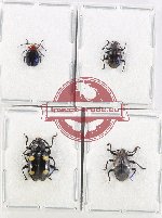 Scientific lot no. 117 Endomychidae (4 pcs - 2 pcs A2)