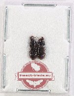 Scientific lot no. 1023 Carabidae (2 pcs A2)