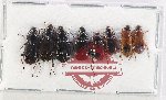 Scientific lot no. 1024 Carabidae (8 pcs A2)