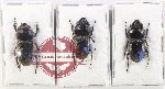 Scientific lot no. 44 Lucanidae (3 pcs)
