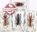 Scientific lot no. 63 Lucanidae (4 pcs - 1 pc A2)