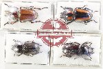Scientific lot no. 61 Lucanidae (4 pcs)