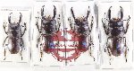 Scientific lot no. 49 Lucanidae (4 pcs)
