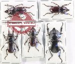 Scientific lot no. 38 Lucanidae (5 pcs)