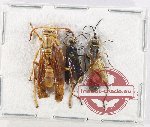 Scientific lot no. 608 Hymenoptera (3 pcs)