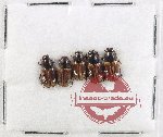 Scientific lot no. 1196 Coprophaga (Aphodius sp.) (5 pcs)