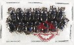 Scientific lot no. 1189 Coprophaga (Onthophagus spp.) (12 pcs)