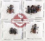 Scientific lot no. 1179 Coprophaga (Onthophagus spp.) (7 pcs)