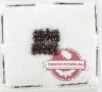 Scientific lot no. 1186 Coprophaga (Aphodius spp.) (10 pcs)