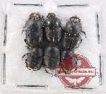 Scientific lot no. 1191 Coprophaga (Onthophagus spp.) (6 pcs)