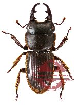 Aegus myrmidon
