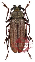 Xixuthrus microcerus lunicollis