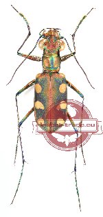Cosmodela aurulenta ssp. (2 pcs)
