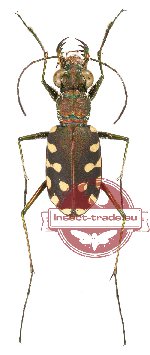 Calomera aulica (A-)