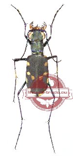 Calomera bordoni (10 pcs A2)