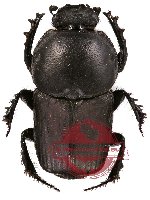 Chironitis sp. 1 (5 pcs)