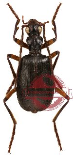 Brachinus biguticeps (10 pcs)