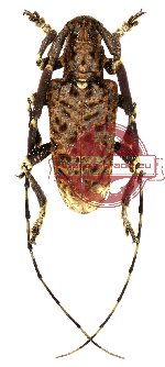 Acalolepta flocullata