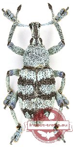 Eupholus sp. 5 (5 pcs)